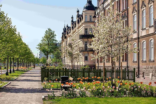 Östra Promenaden med blommande tulpaner